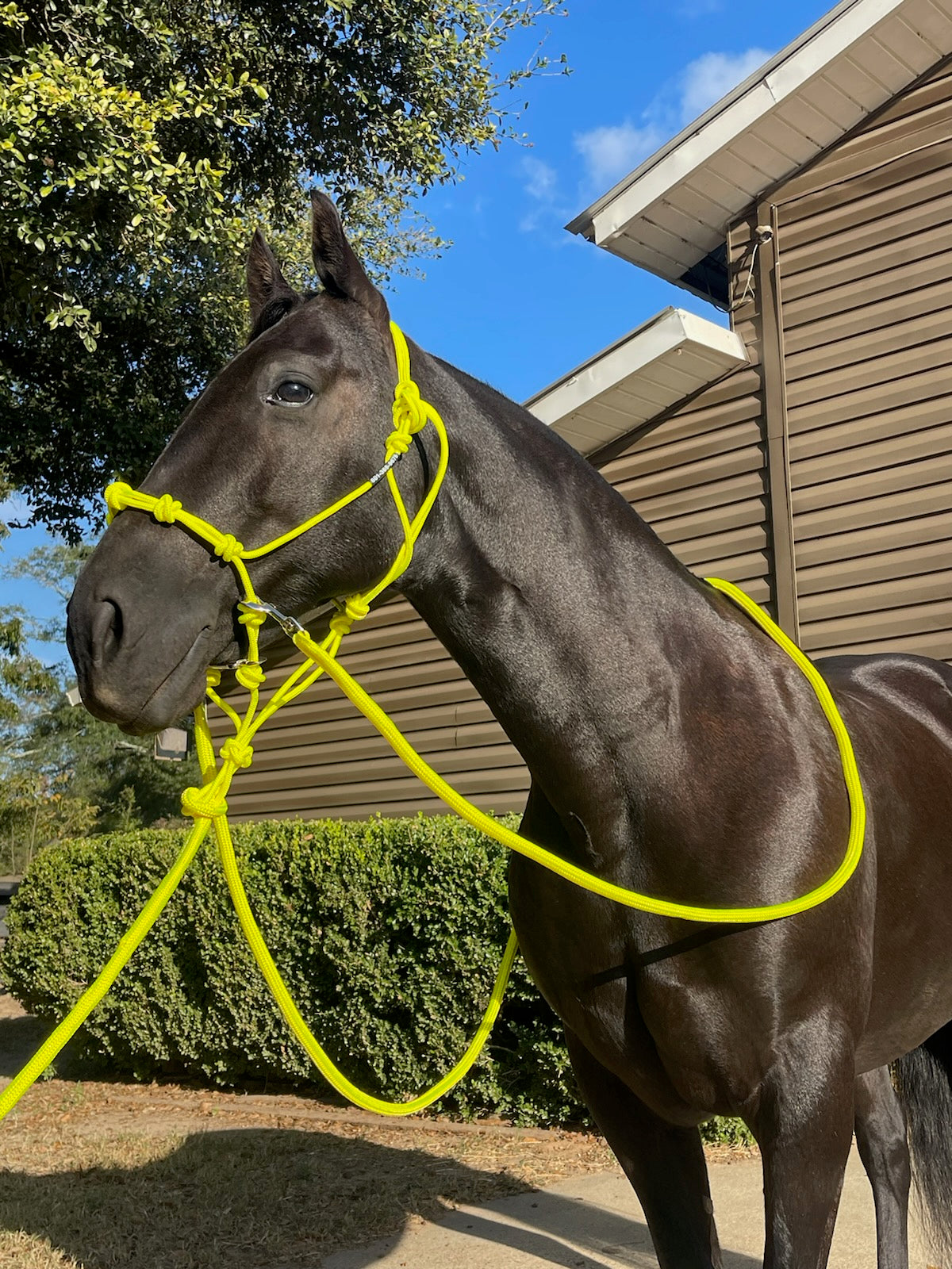 Rope Halter Training Set product image 11