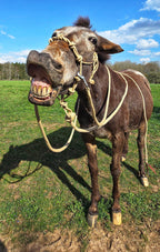 Rope Halter Training Set product image 18