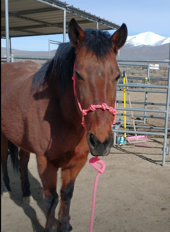 Rope Halter Training Set product image 22