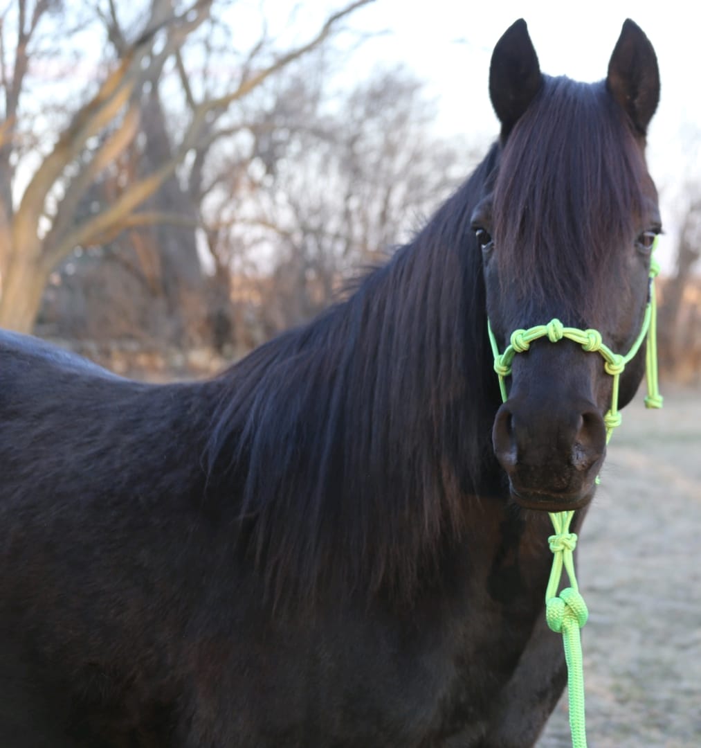 Rope Horse Halter product image 12