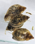 Live Bladder Snails product image 1