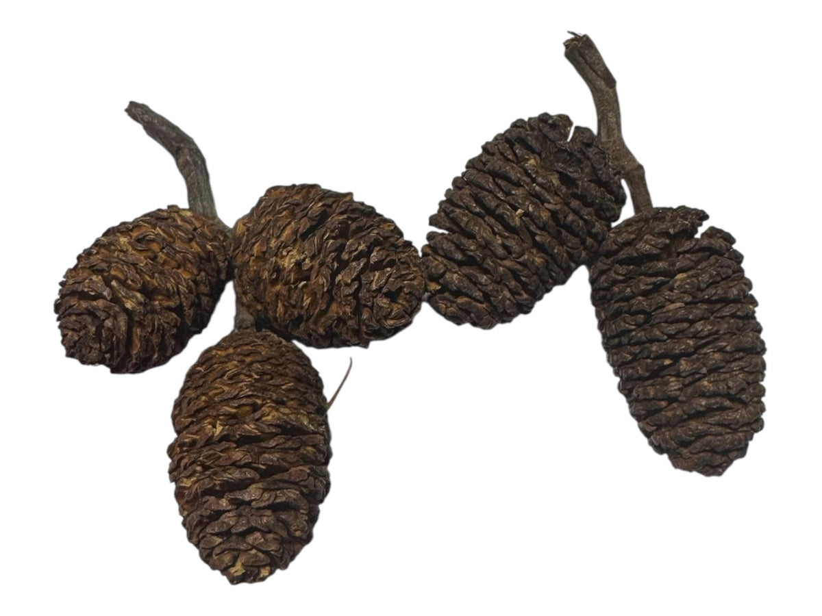 Aquarium Alder Cones product image 1