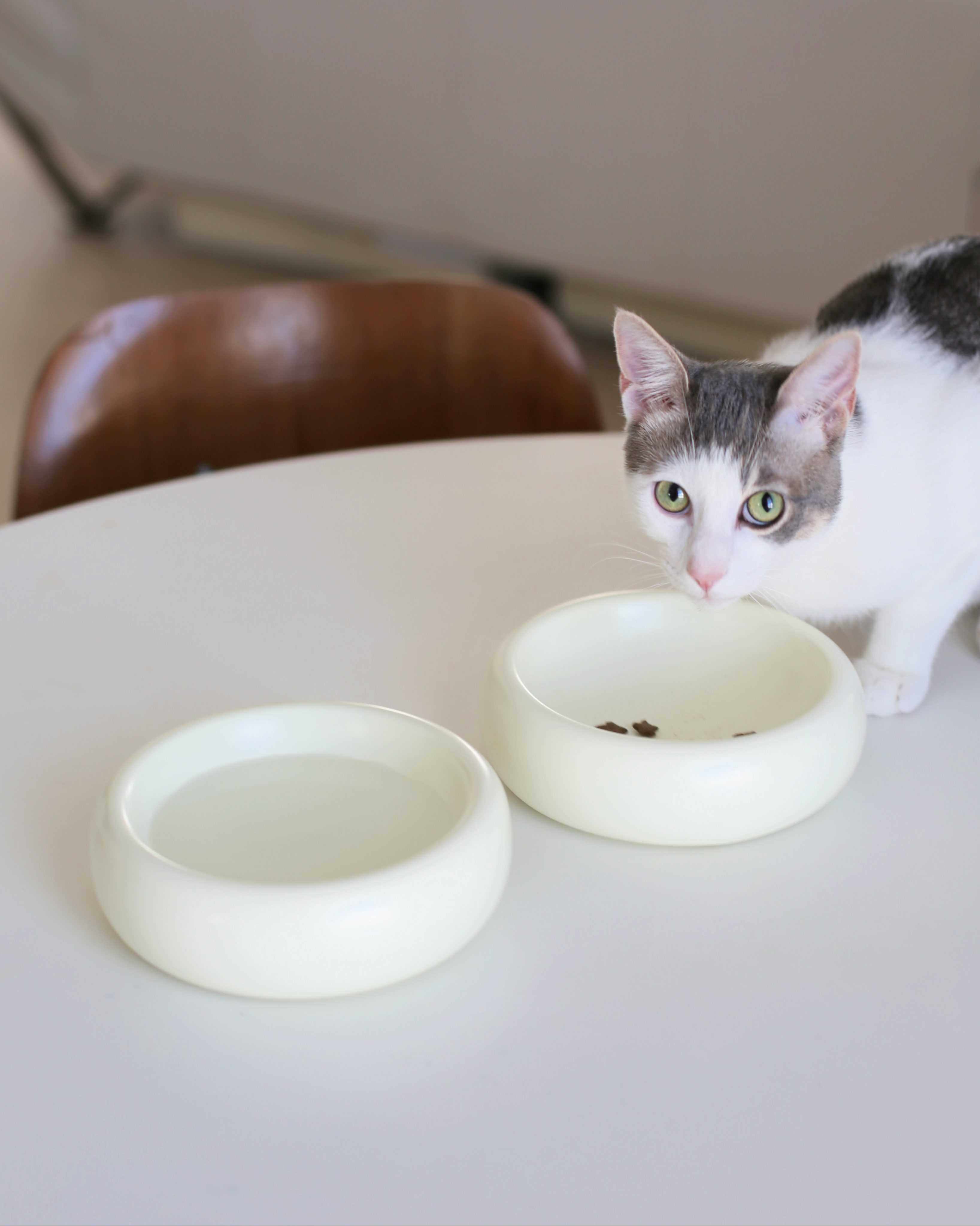 Ceramic Cat Bowl product image 3