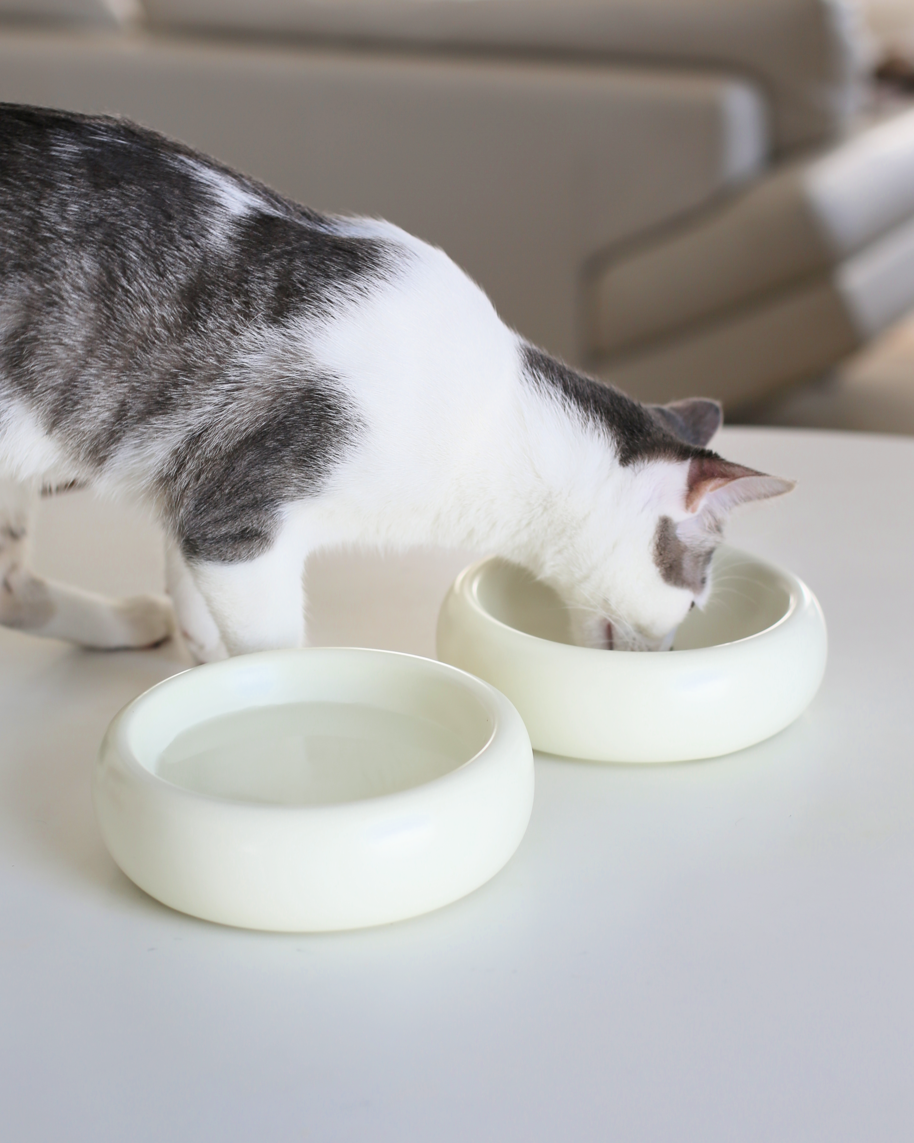 Ceramic Cat Bowl product image 4