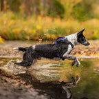 Dog Harness product image 2
