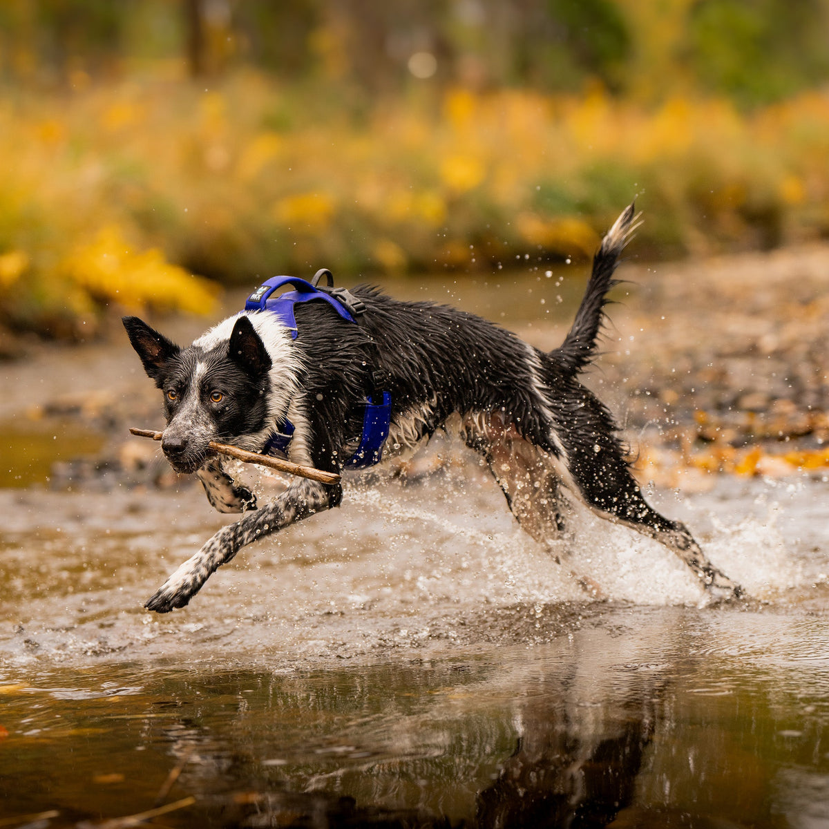 Dog Harness product image 3