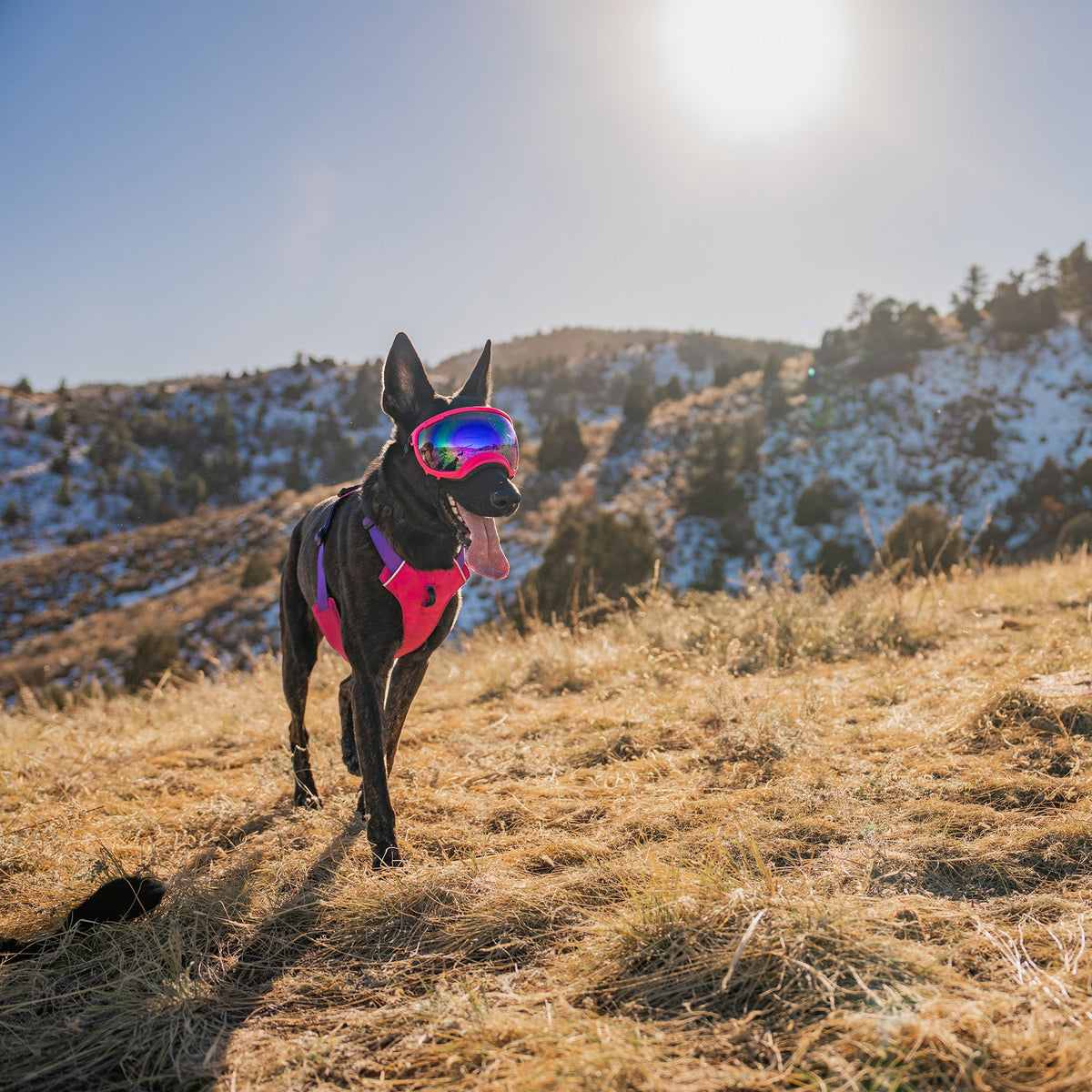 Dog Harness product image 6