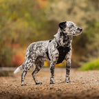 Dog Harness product image 12
