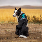 Dog Harness product image 14