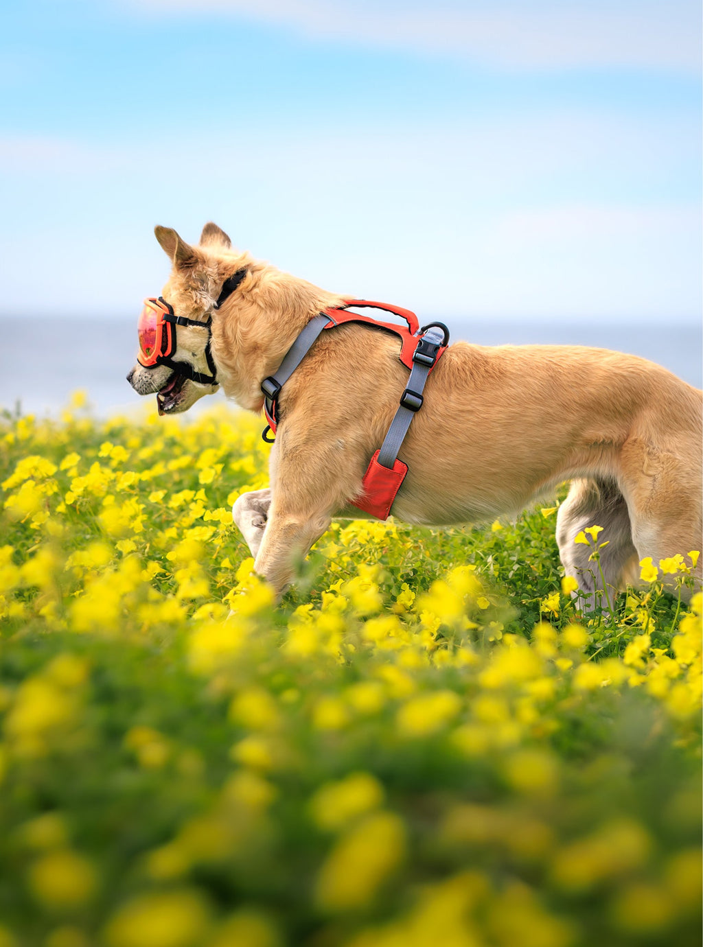 Dog Harness product image 17