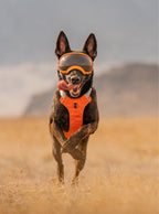 Dog Harness product image 19