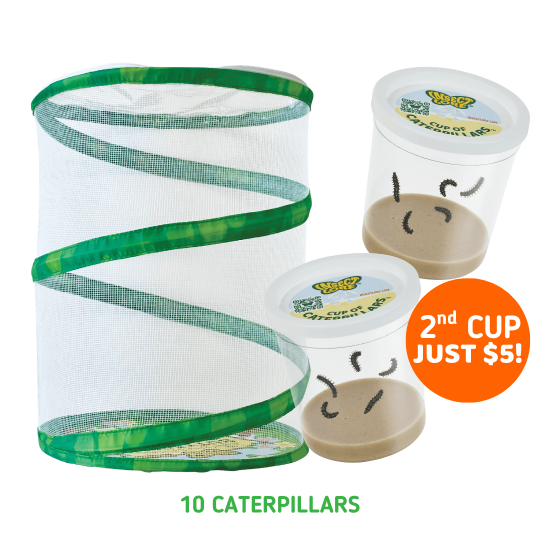 Insect habitat with mesh cover and two cups of caterpillars on a white background.