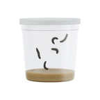 Clear container with lid featuring caterpillars on a white background