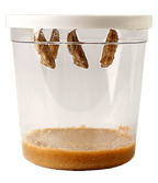 5 chrysalides hanging from white lid in clear cup with brown food at the bottom.