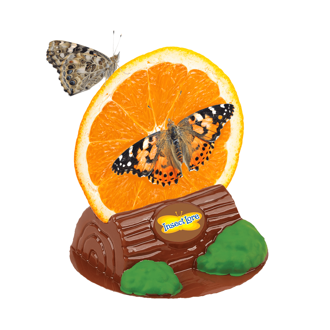 Insect Lore holding log with butterfly on an orange slice on a white background