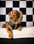 Adjustable Dog Harness product image 4