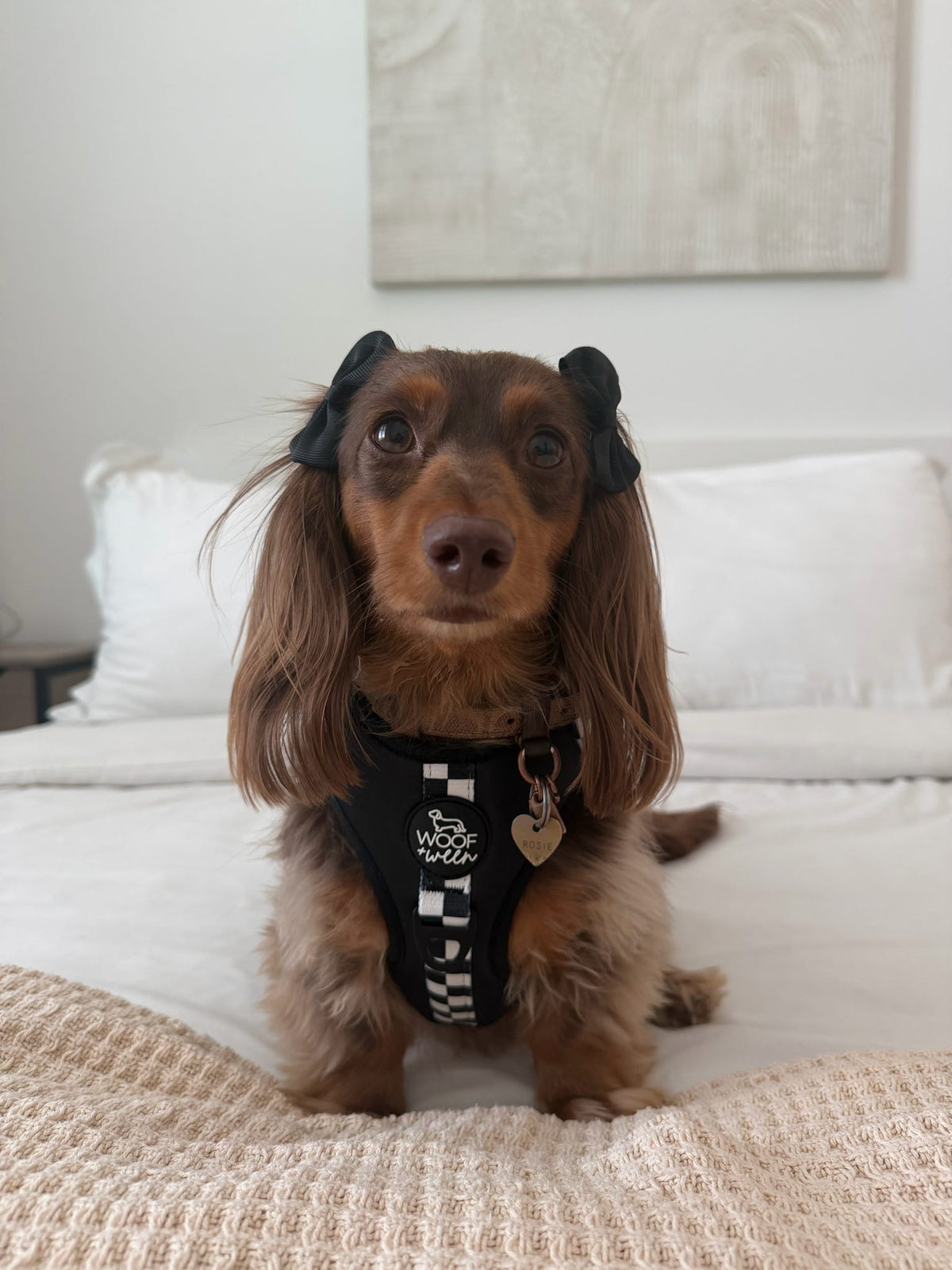 Adjustable Dog Harness product image 5