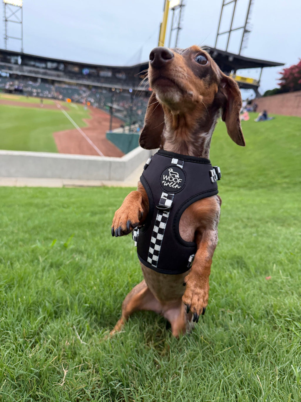 Adjustable Dog Harness product image 6