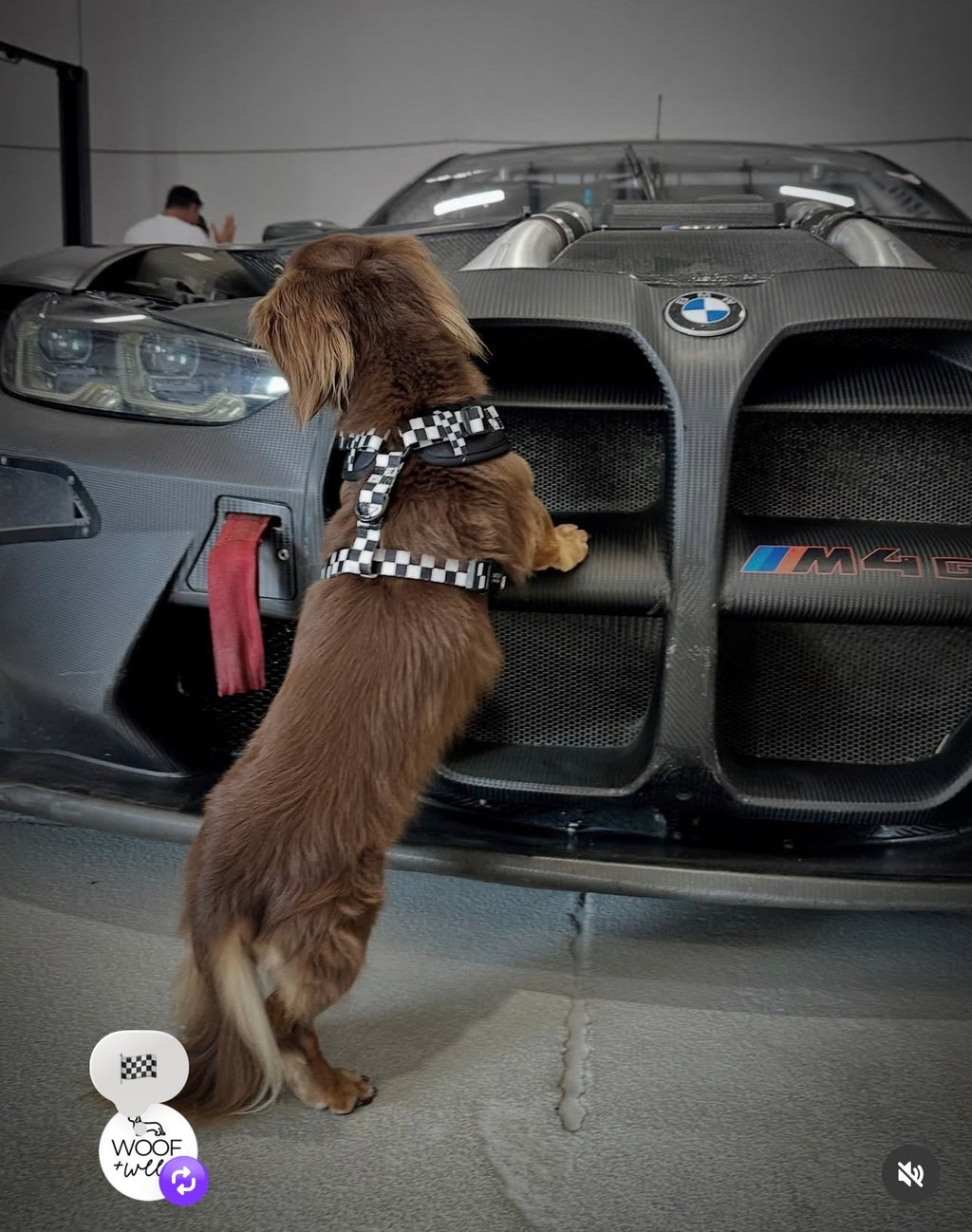 Adjustable Dog Harness product image 8