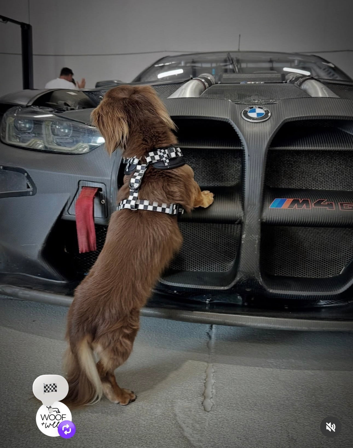 Adjustable Dog Harness product image 8