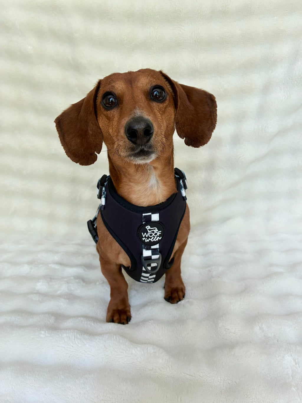 Adjustable Dog Harness product image 9
