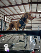 Adjustable Dog Harness product image 10