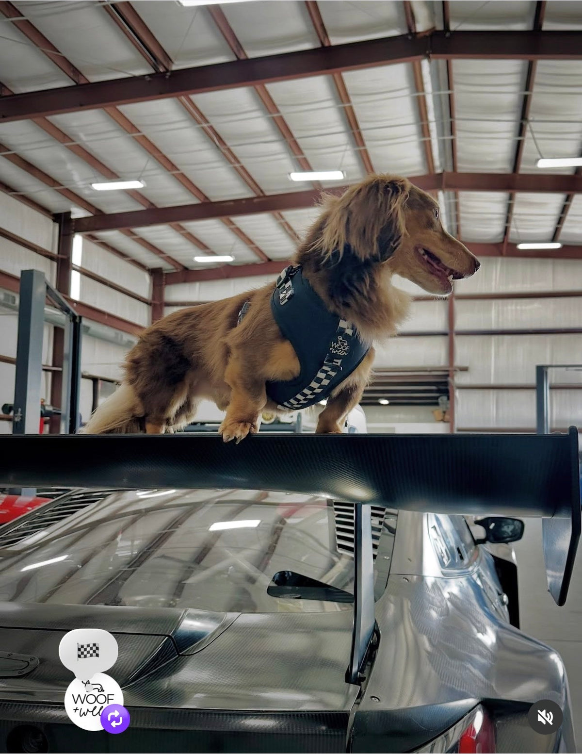 Adjustable Dog Harness product image 10