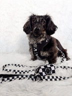 Adjustable Dog Harness product image 13