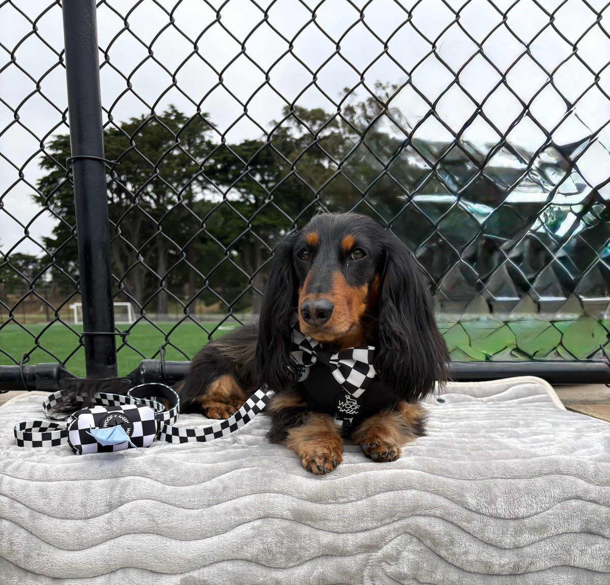 Adjustable Dog Harness product image 15