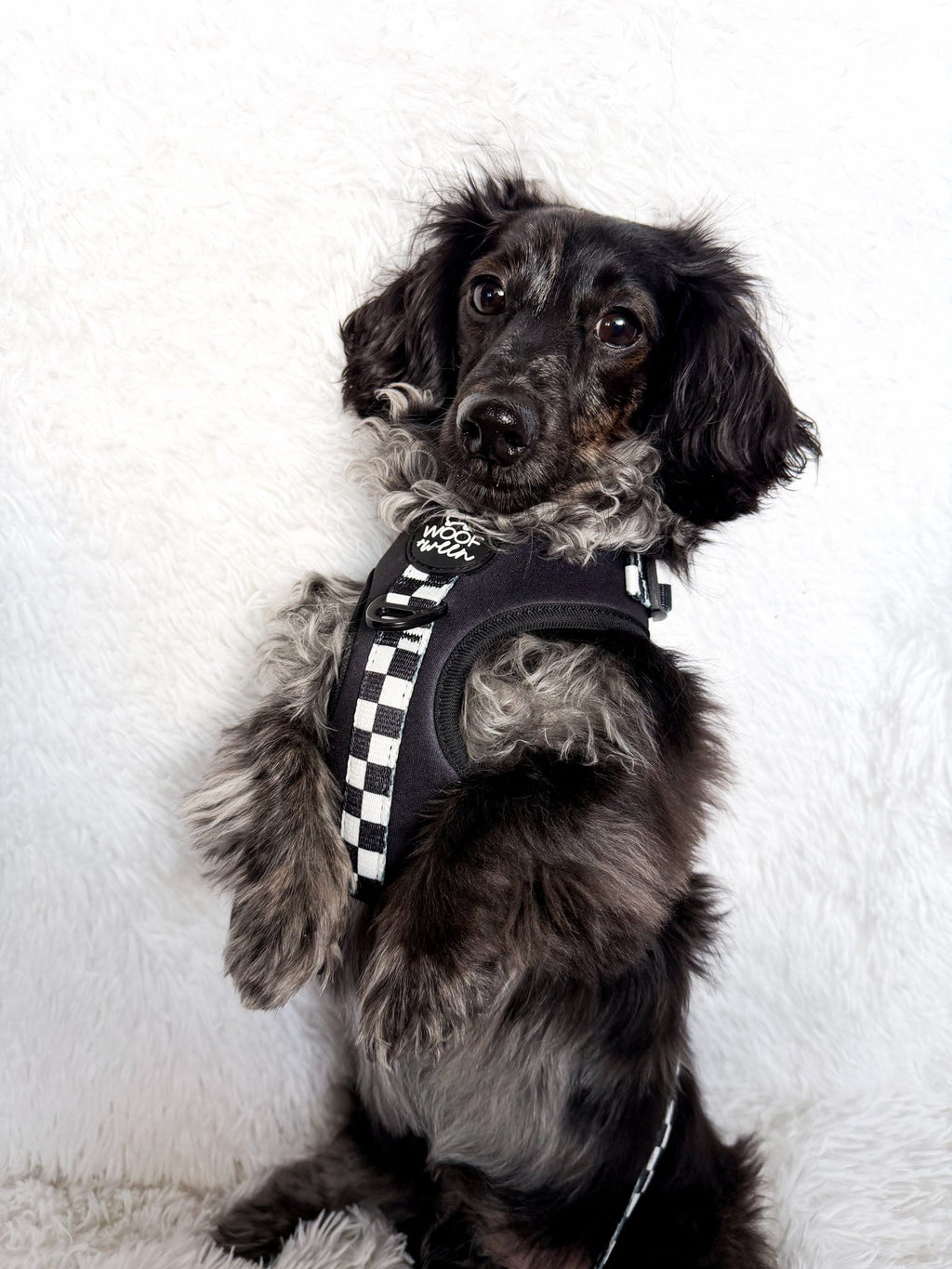Adjustable Dog Harness product image 17