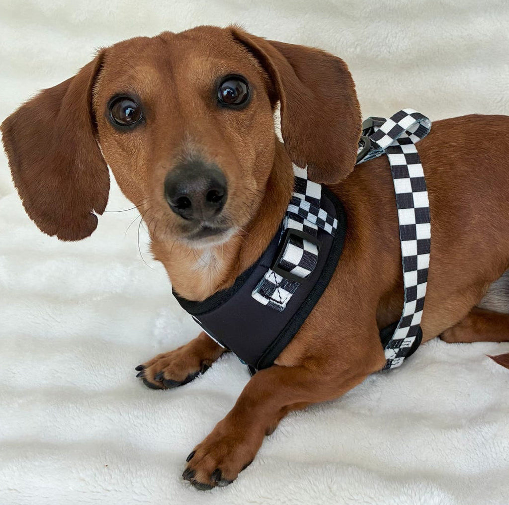 Adjustable Dog Harness product image 18