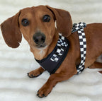 Adjustable Dog Harness product image 18