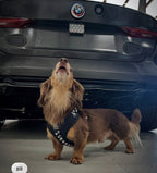 Adjustable Dog Harness product image 19