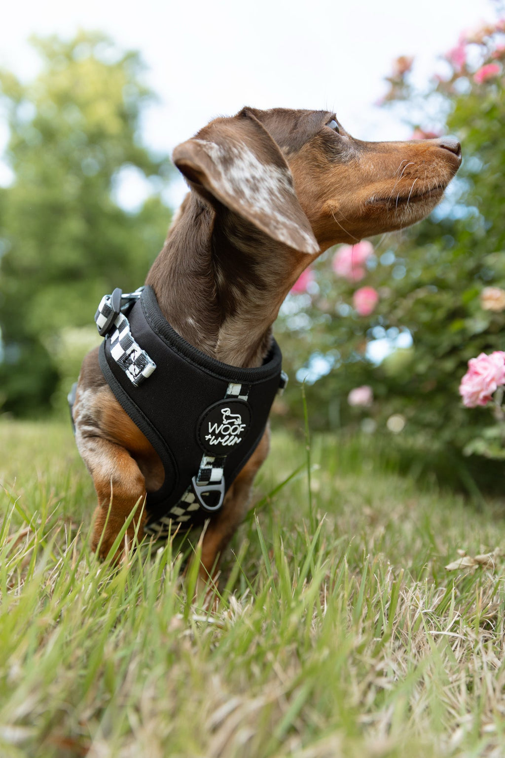 Adjustable Dog Harness product image 20