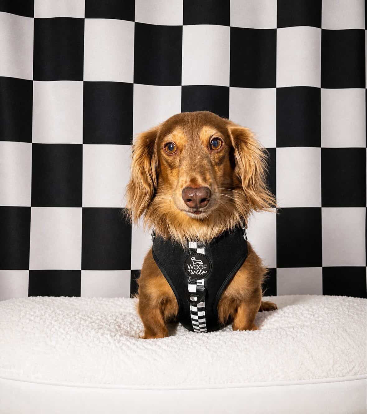 Adjustable Dog Harness product image 23
