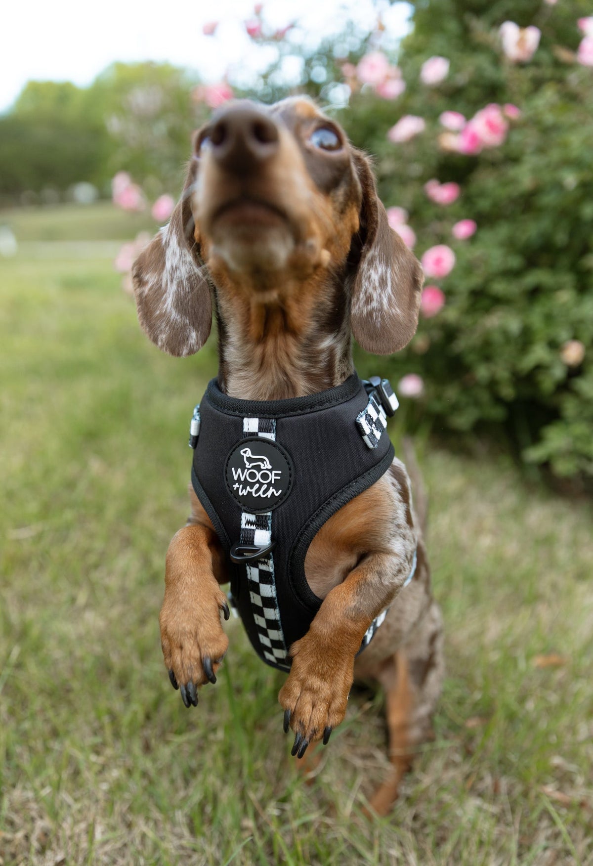 Adjustable Dog Harness product image 24