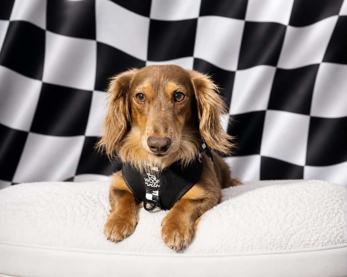 Adjustable Dog Harness product image 27