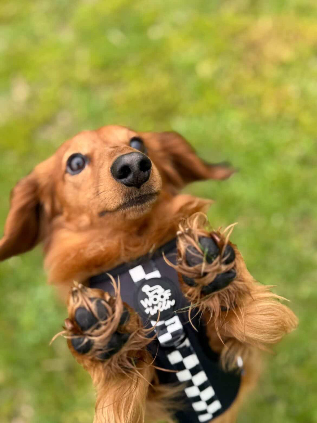 Adjustable Dog Harness product image 28