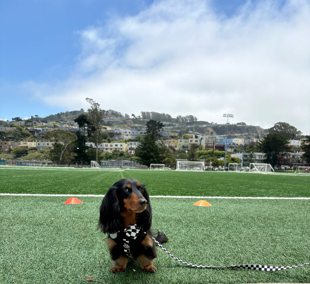 Adjustable Dog Harness product image 29