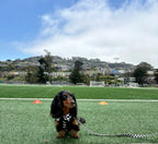 Adjustable Dog Harness product image 29