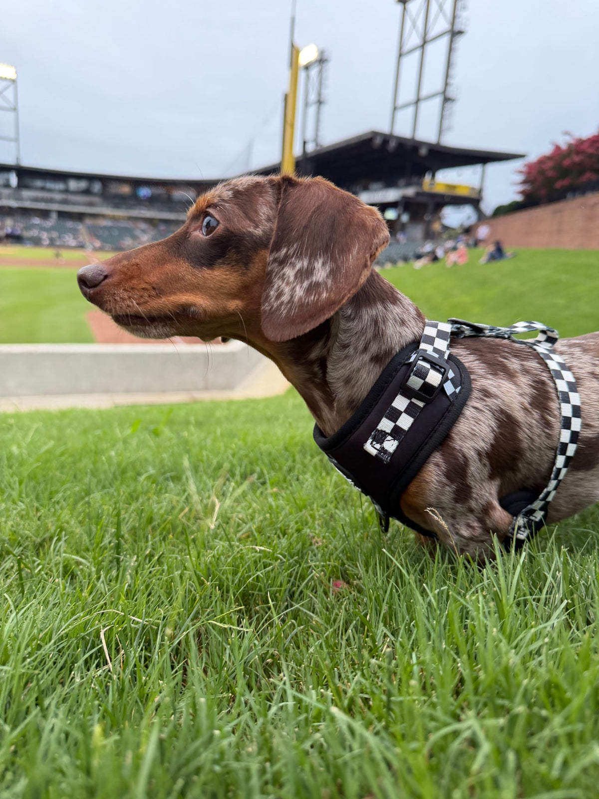 Adjustable Dog Harness product image 30