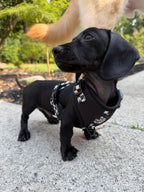 Adjustable Dog Harness product image 31