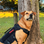Mesh Dog Harness product image 8