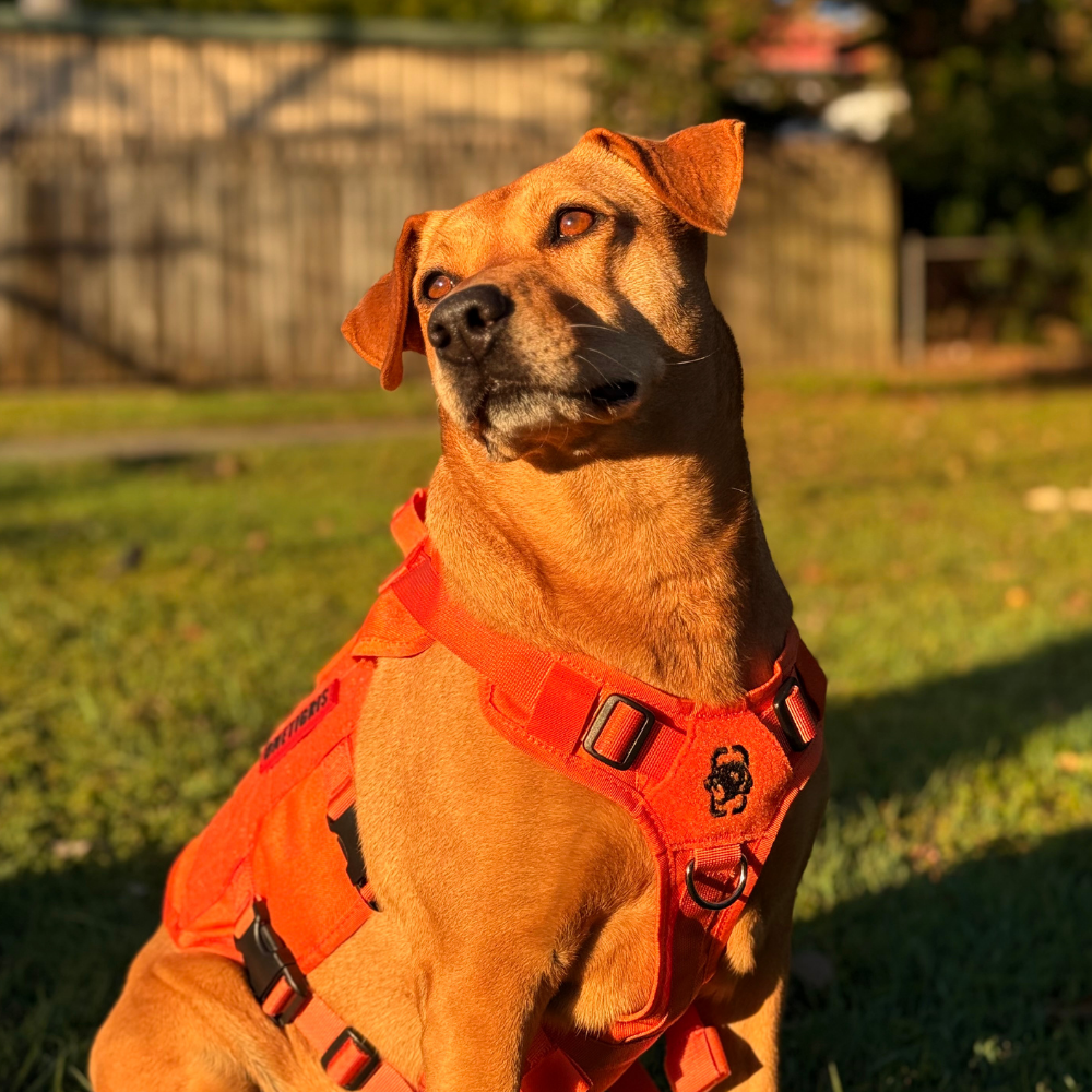 Mesh Dog Harness product image 9