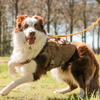Mesh Dog Harness product image 10