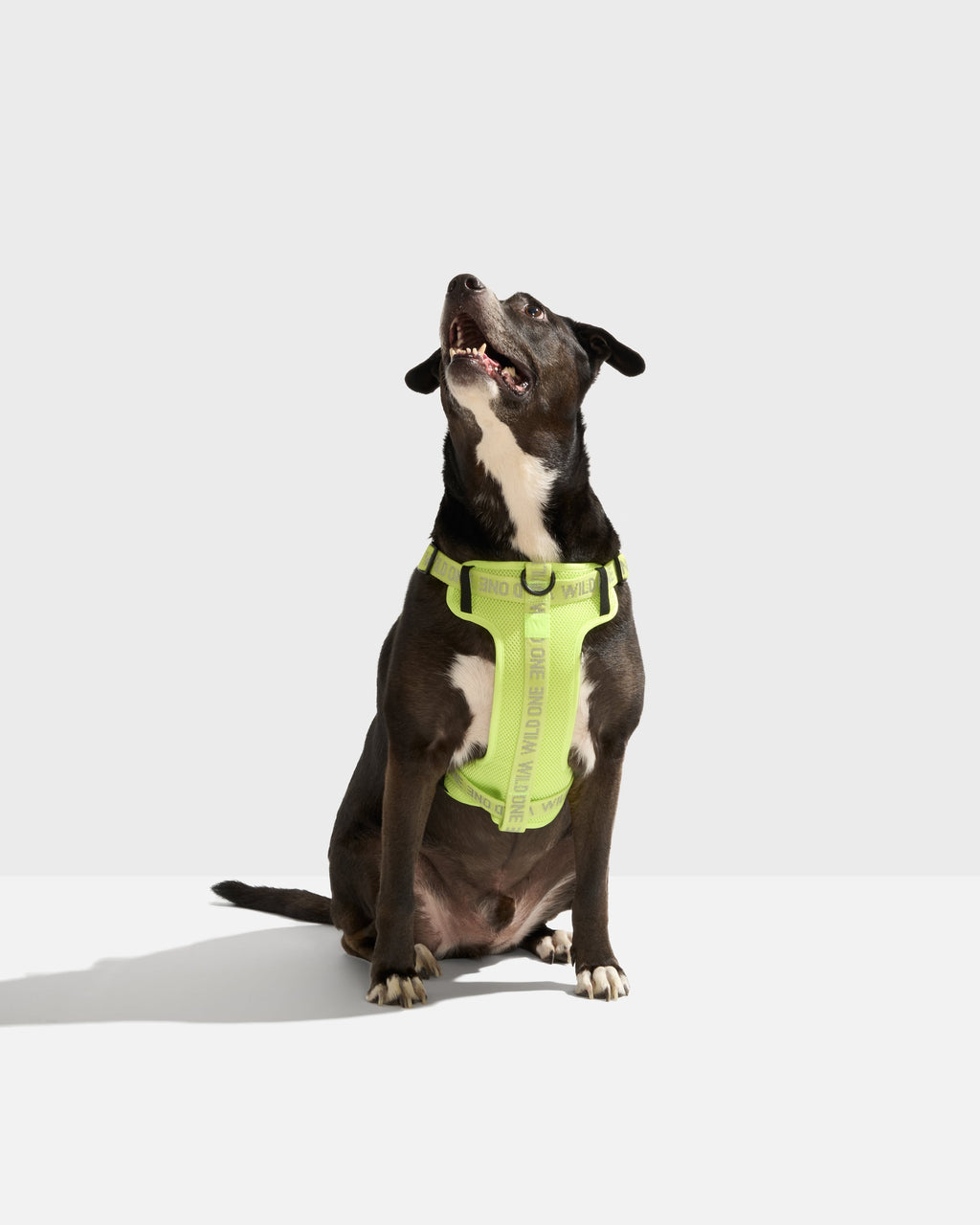 Step-In Dog Harness product image 2