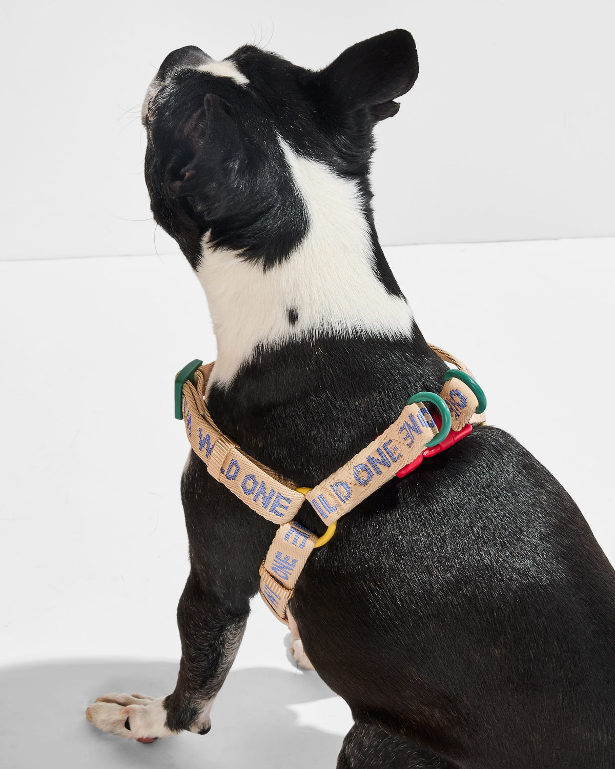 Step-In Dog Harness product image 7