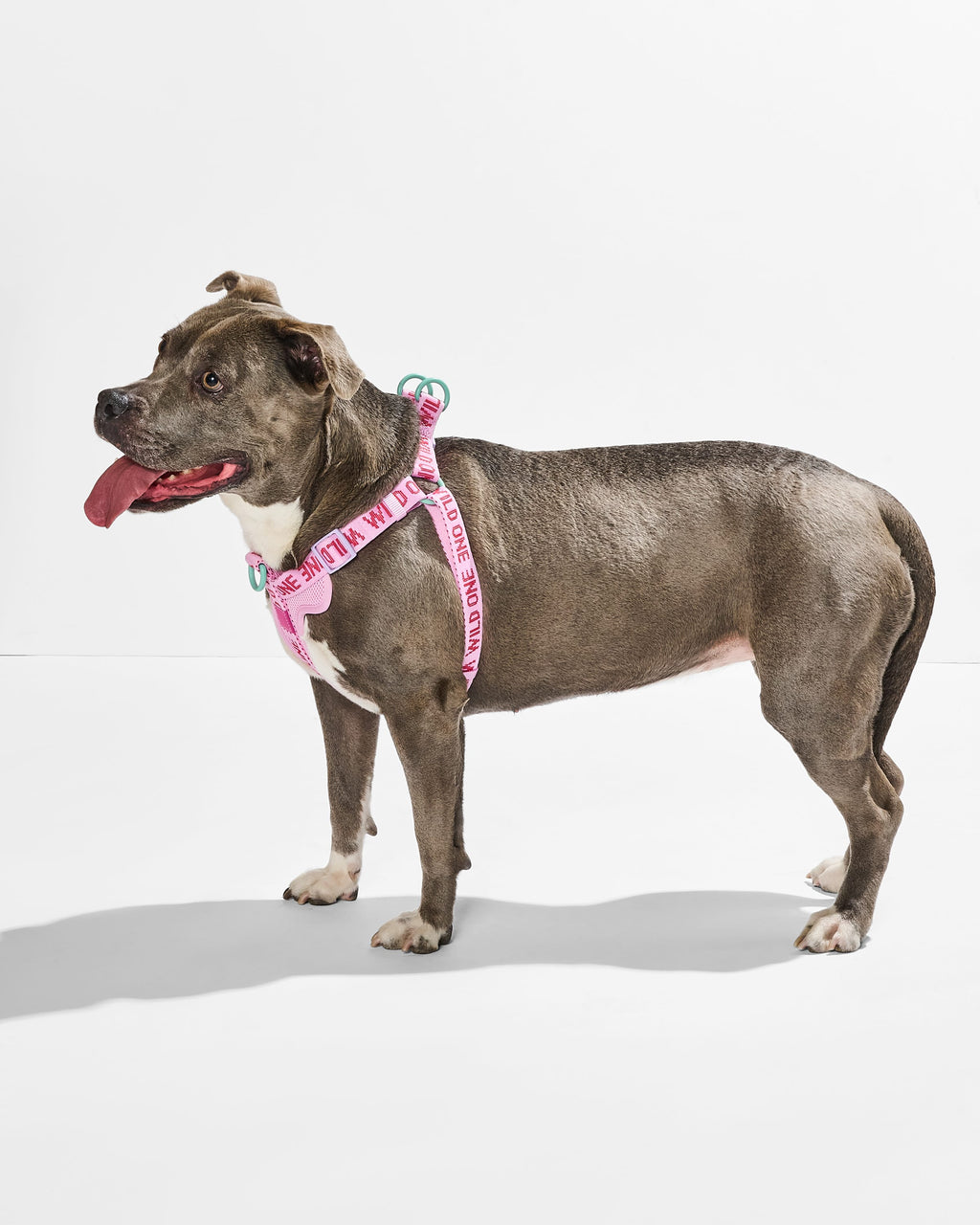 Step-In Dog Harness product image 12