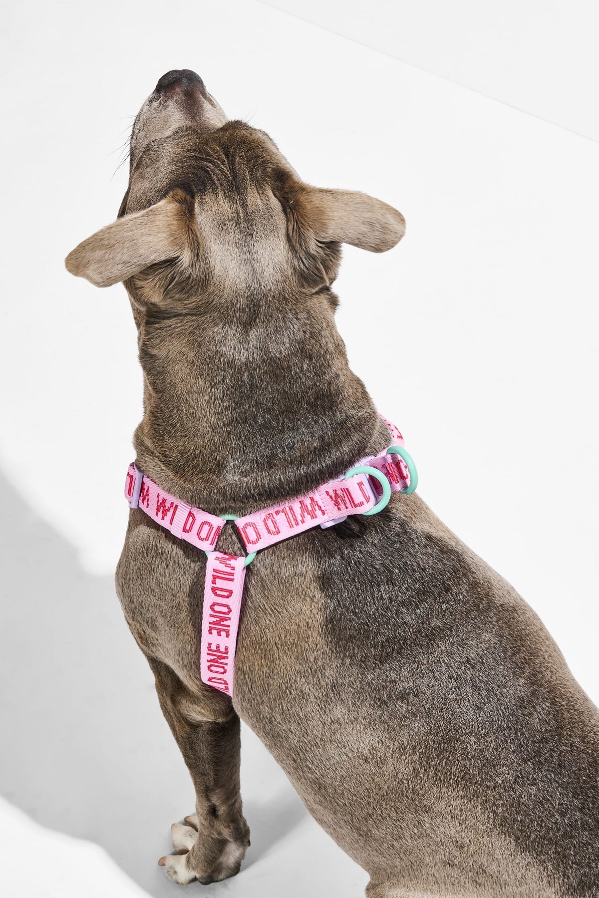 Step-In Dog Harness product image 14
