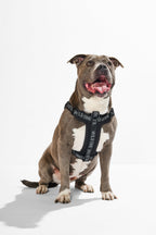 Step-In Dog Harness product image 19